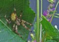 Araneus quadratus